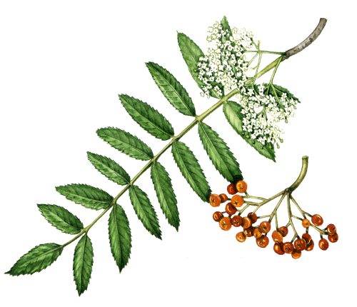 Rowan Sorbus aucuparia natural history illustration by Lizzie Harper