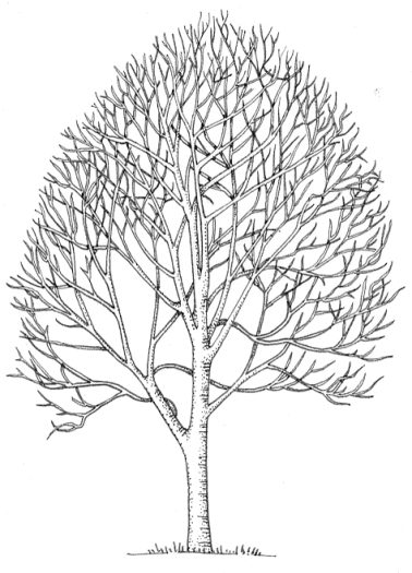 Rowan Sorbus aucuparia tree natural history illustration by Lizzie Harper