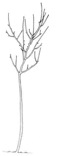 Rowan Sorbus aucuparia tree sapling natural history illustration by Lizzie Harper