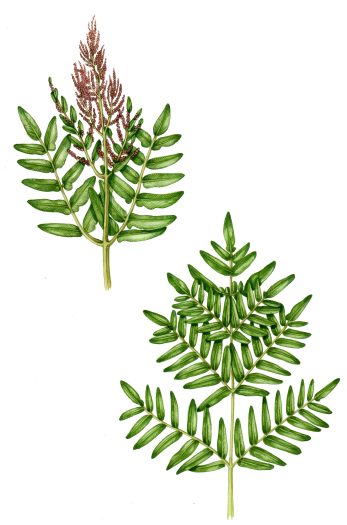 Royal fern Osmunda regalis natural history illustration by Lizzie Harper