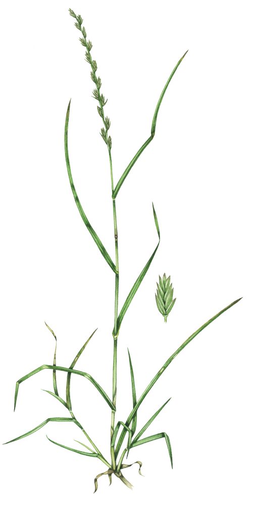 Rye grass Lolium perenne natural history illustration by Lizzie Harper