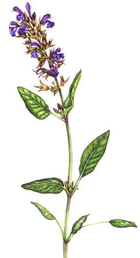 Sage Salvia officinalis natural history illustration by Lizzie Harper