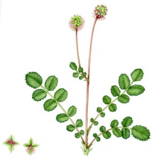 Salad burnett Sanguisorba minor