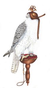 Saqr falcon natural history illustration by Lizzie Harper
