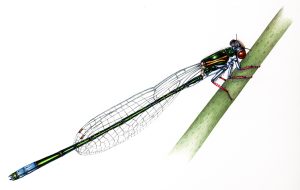Sarep Sprite Damselfly