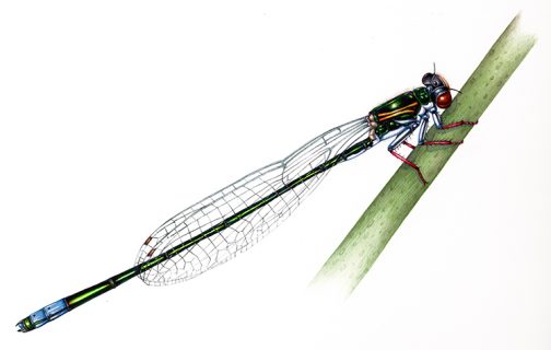 Sarep sprite Pseudagrion sarepi natural history illustration by Lizzie Harper