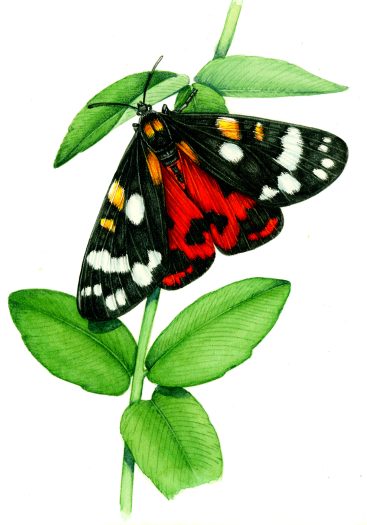 Scarlet tiger moth Callimorpha dominula natural history illustration by Lizzie Harper