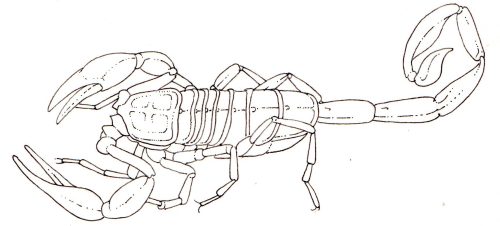 Scorpion simple natural history illustration by Lizzie Harper
