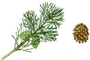 Scots pine Pinus sylvestris natural history illustration by Lizzie Harper