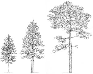Scots pine Pinus sylvestris trees natural history illustration by Lizzie Harper