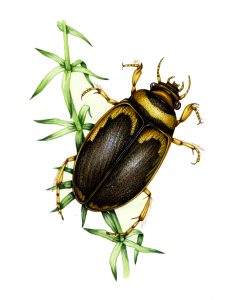 Screech beetle Hygrobia tarda natural history illustration by Lizzie Harper