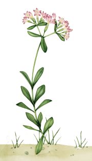 Seaside centuary Centaurium littorale