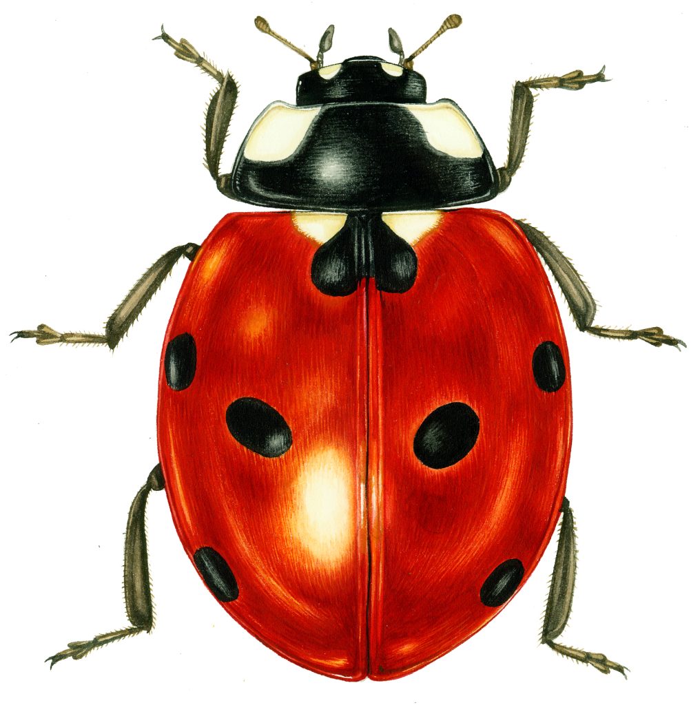 Ladybird Coccinella septempuctata natural history illustration by Lizzie Harper