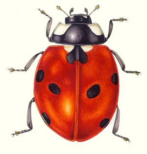 Ladybird Coccinella septempuctata 2