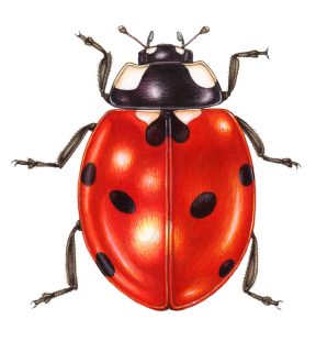 Ladybird Coccinella septempuctata (Portrait)
