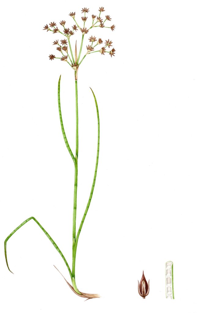 Sharp Flowered Rush Juncus acutiflorus natural history illustration by Lizzie Harper