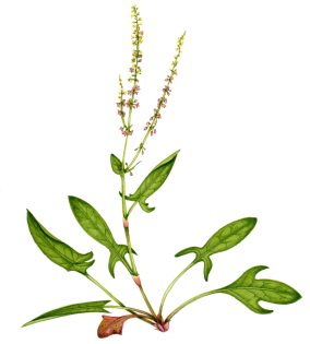 Sheeps sorrel Rumex acetosella