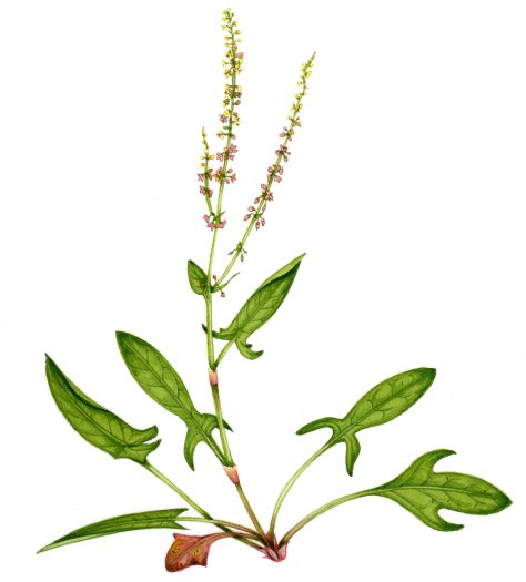 Sheeps sorrel Rumex acetosella natural history illustration by Lizzie Harper