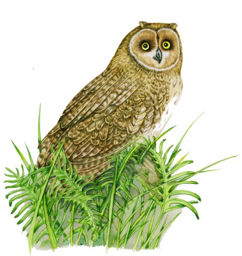 Short eared owl Asio falmmeus natural history illustration by Lizzie Harper