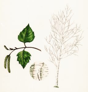 Silver Birch Betula pendula natural history illustration by Lizzie Harper