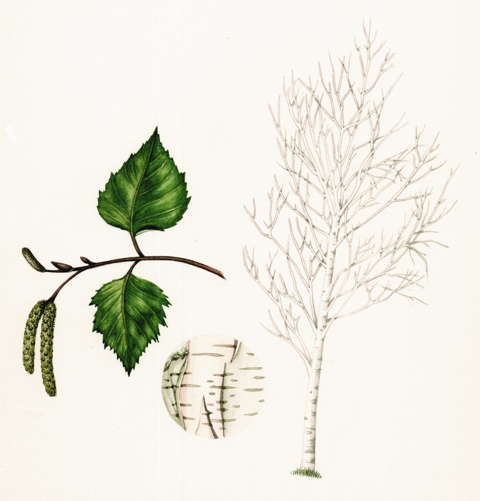 Silver Birch Betula pendula natural history illustration by Lizzie Harper