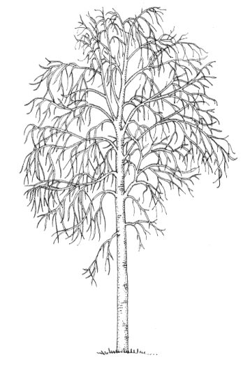 Silver birch Betula pendula natural history illustration by Lizzie Harper