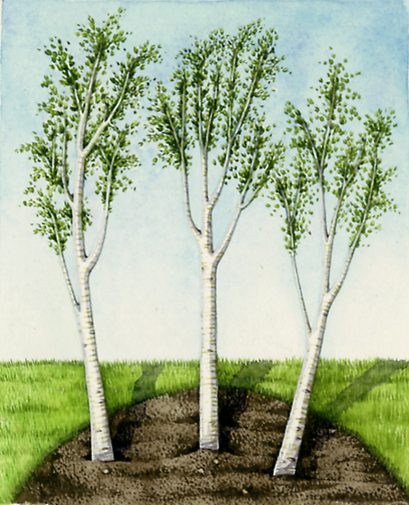 Silver birch Betula pendula trees vignette natural history illustration by Lizzie Harper