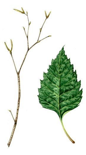 Silver Birch Betula pendula twig and leaf natural history illustration by Lizzie Harper