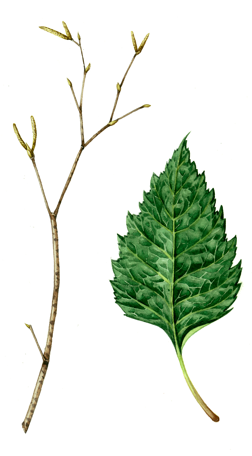 twig and leaf