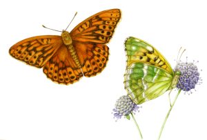 Silver washed fritillary butterfly Argynnis paphia natural history illustration by Lizzie Harper
