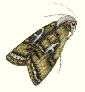 Silver Y Moth Autographa gamma natural history illustration by Lizzie Harper