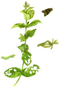 Silver Y Moth Autographa gamma life cycle