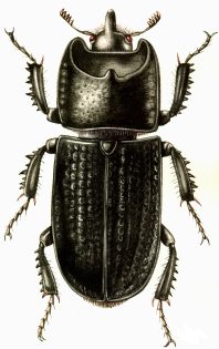 Sinodendron cylindricum Rhinoceros beetle