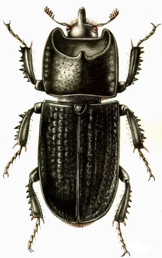 Sinodendron cylindricum Rhinoceros beetle natural history illustration by Lizzie Harper