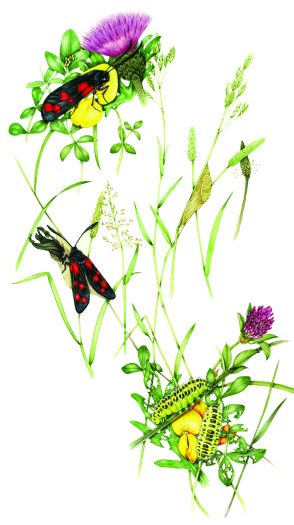 Six spot burnet moth Zygaena filipendulae life cycle natural history illustration by Lizzie Harper