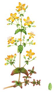 Slender St Johns Wort Hypericum pulchrum