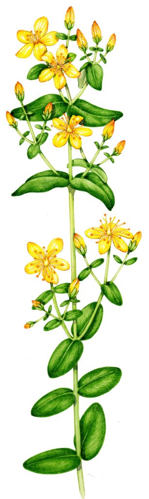 Slender St Johns Wort Hypericum pulchrum natural history illustration by Lizzie Harper