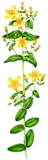 Slender St Johns Wort Hypericum pulchrum 2