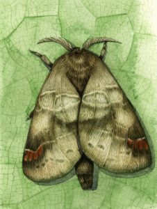 Small Chocolate tip moth Clostera pigra natural history illustration by Lizzie Harper