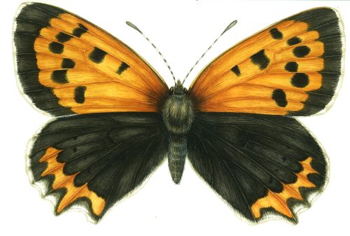 Small Copper Lycanae phlaeas Butterfly natural history illustration by Lizzie Harper