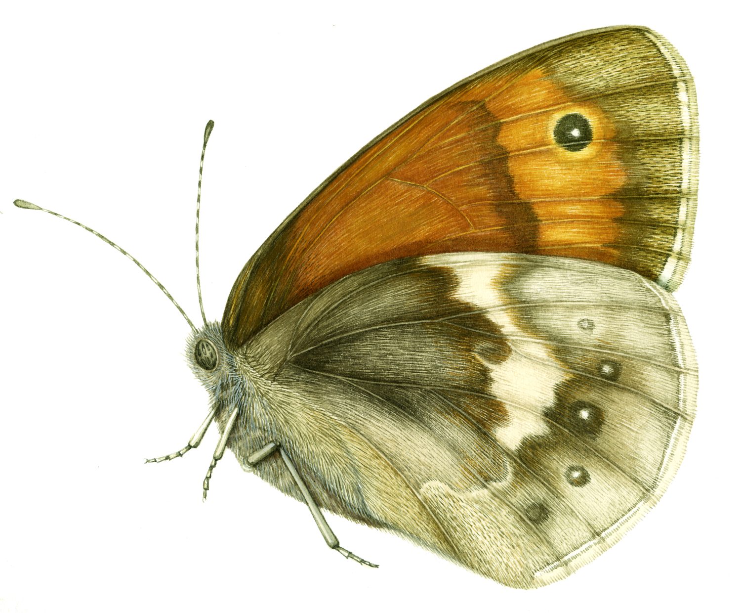 Small Heath Butterfly Coenonympha pamphilus - Lizzie Harper