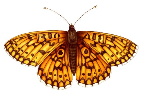 Small Pearl Bordered Fritillary butterfly Boloria selene natural history illustration by Lizzie Harper