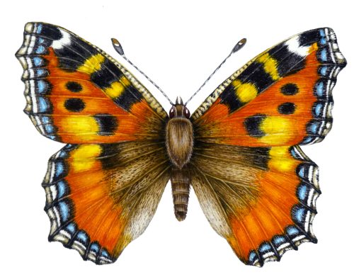 Small tortoiseshell butterfly Aglais urticae natural history illustration by Lizzie Harper