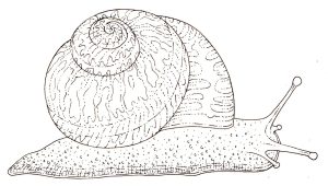 Garden snail Helix aspera natural history illustration by Lizzie Harper