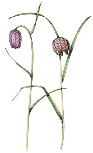 Snakeshead fritillary Fritillaria meleagris