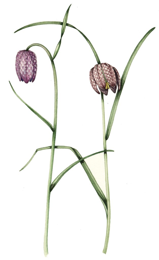 Snakeshead fritillary Fritillaria meleagris natural history illustration by Lizzie Harper