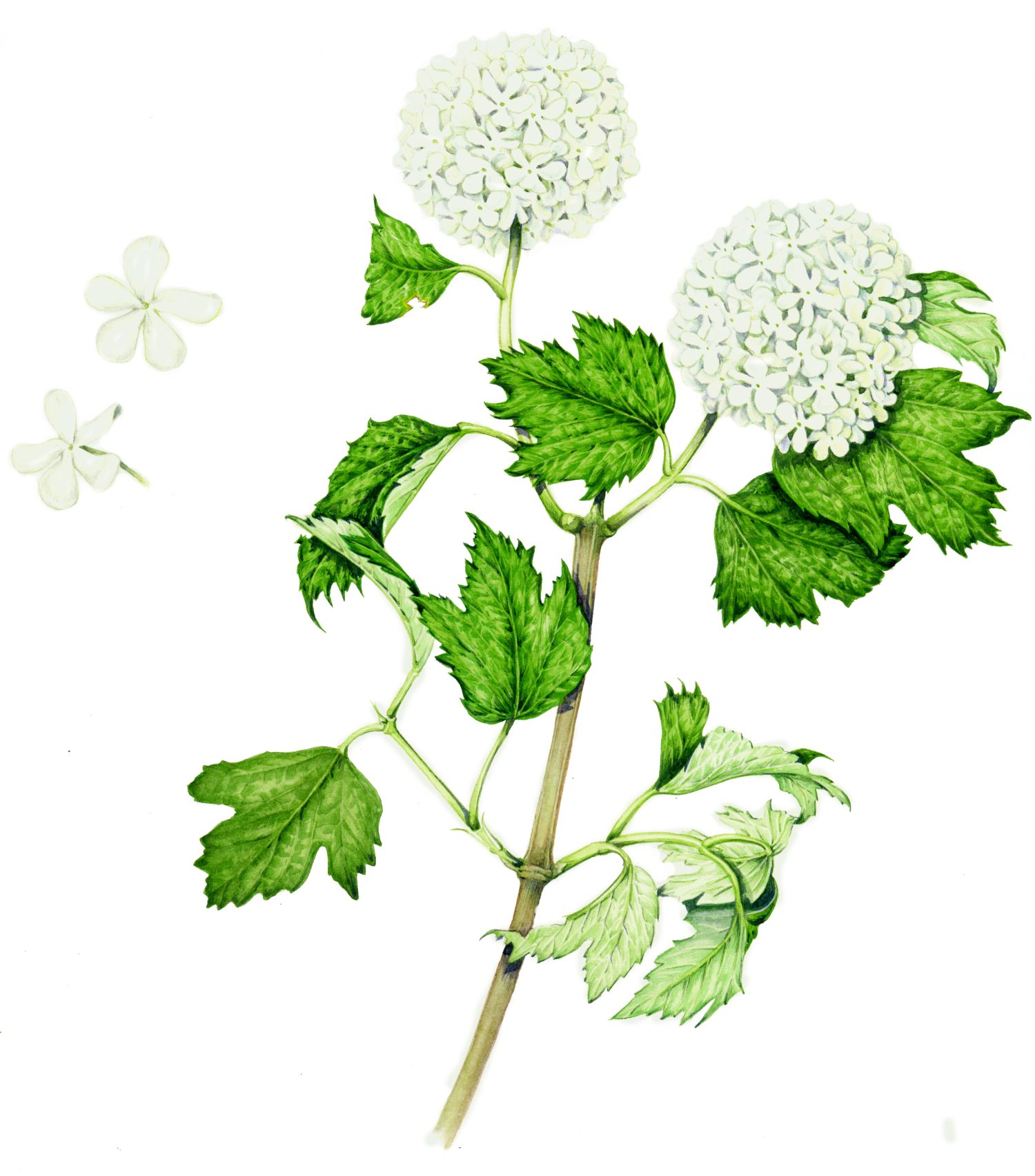 Snowball tree Viburnum opulus sterile - Lizzie Harper