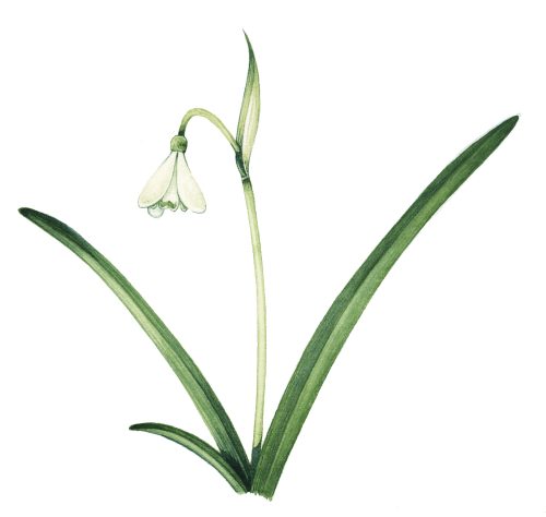 Snowdrop Galanthus nivalis natural history illustration by Lizzie Harper