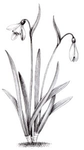 Snowdrop Galanthus nivalis natural history illustration by Lizzie Harper