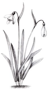 Snowdrop Galanthus nivalis pencil